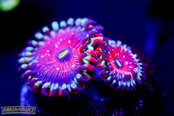 Salted Agave Zoa
