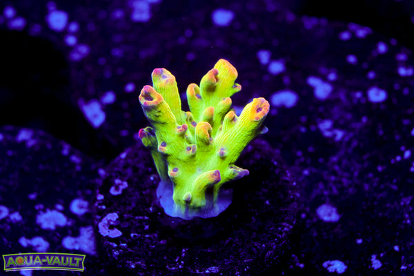 BC Hyperberry Acro