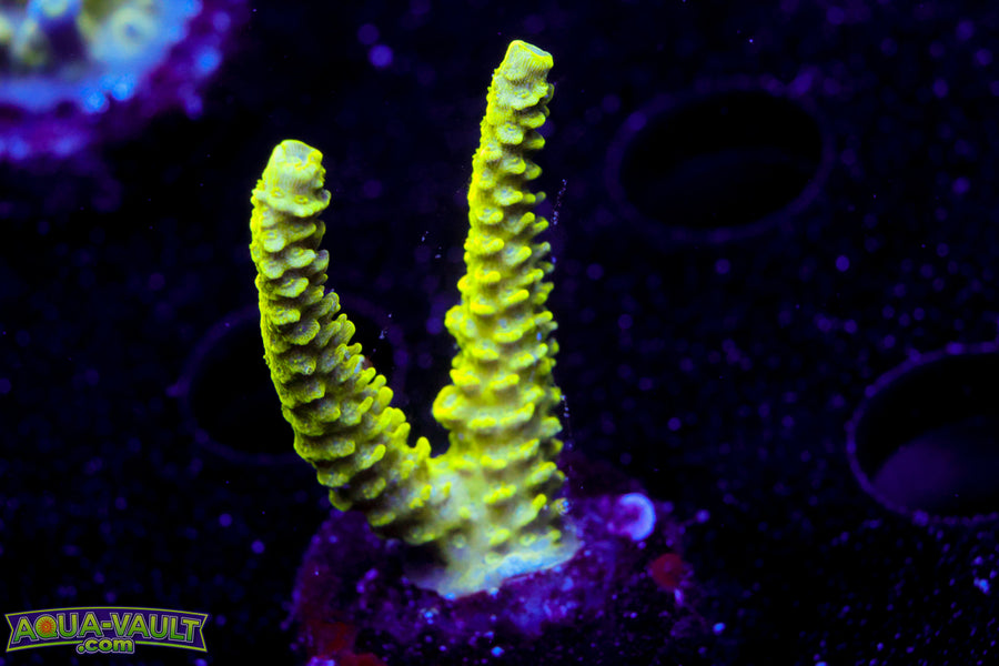 Raising Reef Sunrise Milli  Acro