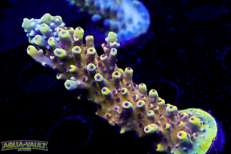 CV Crab Rangoon Acro