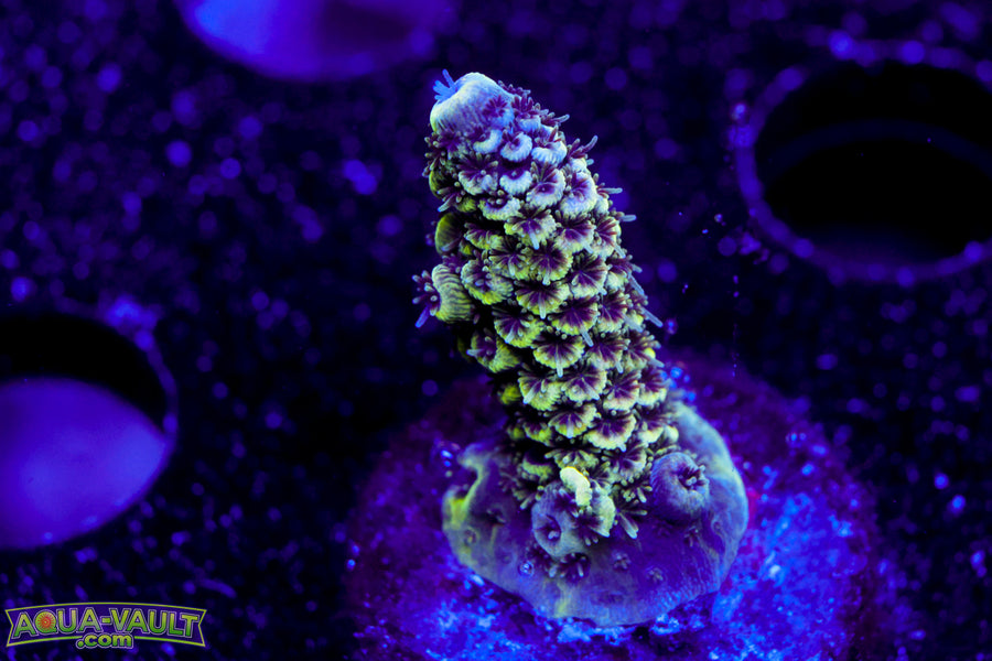 Raising Reef Blue Flame Milli