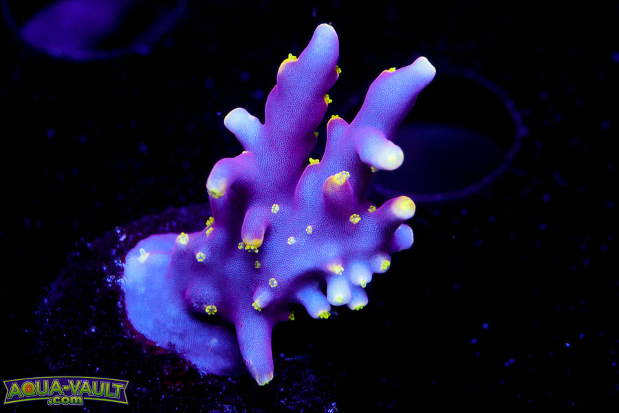 WWC Little Red Ferrari Acro