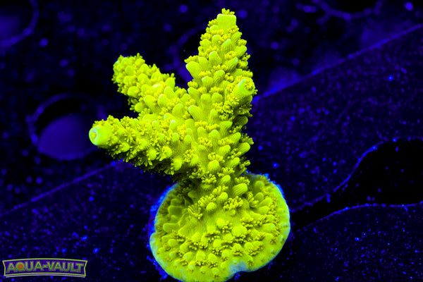 Bali Green Slimer  Acro