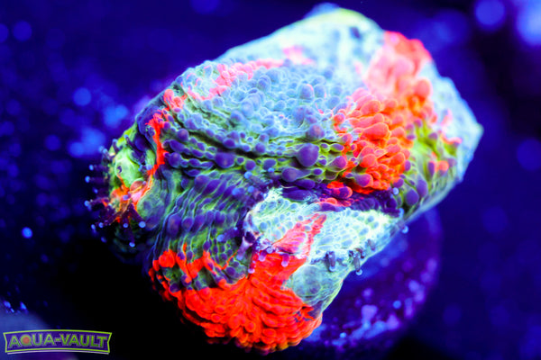 Rainbow Enchanted Echinata