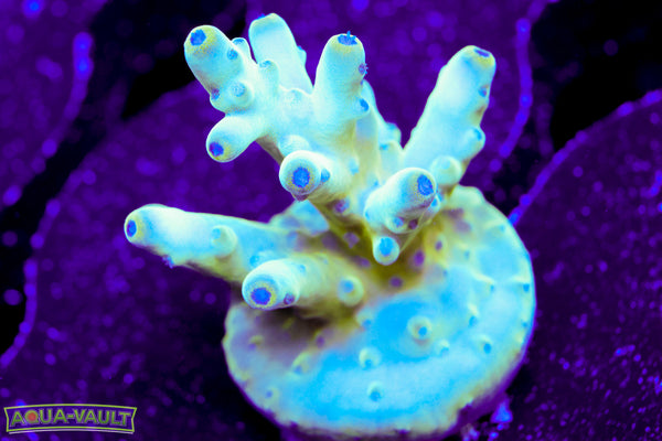 Raising Reef Blue Thunder Acro
