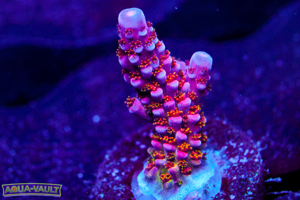 PC Rainbow Acro