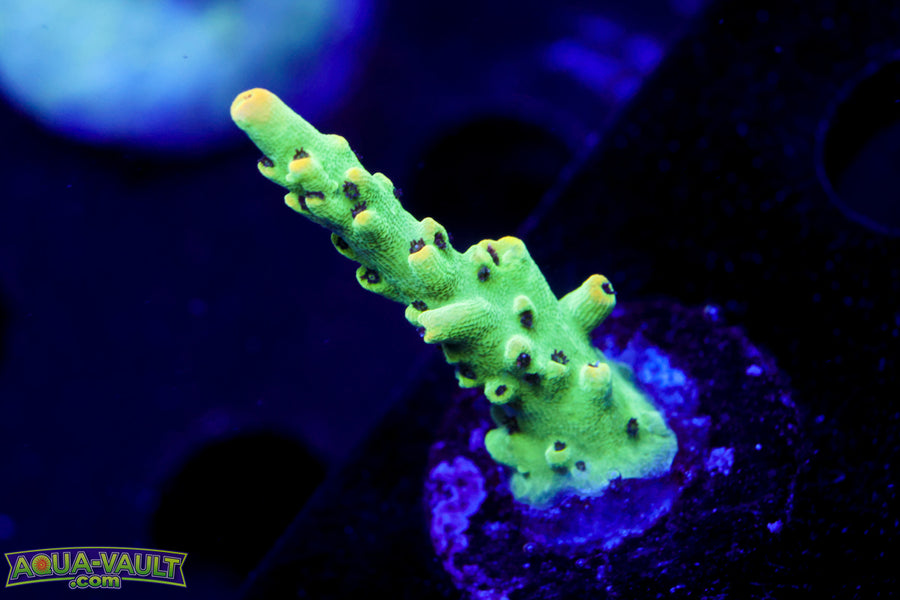 CC Black Hornet Acro