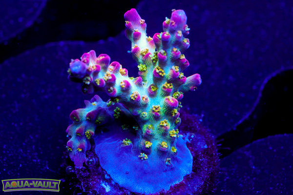 Vivid's Confetti Acro