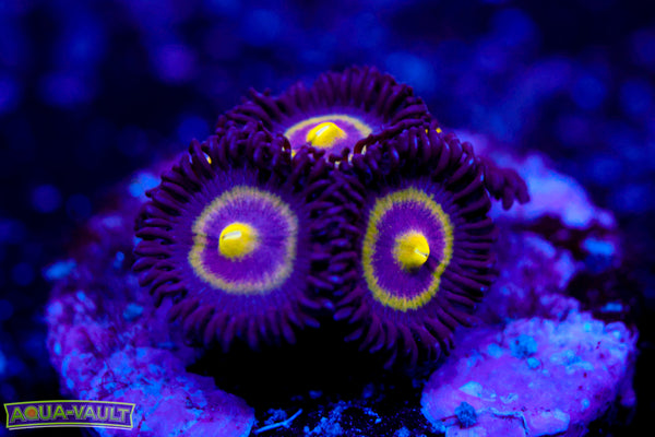 UC Shapeshifter Zoa