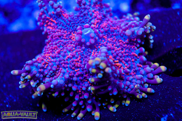Dark Matter XL Yuma Mushroom