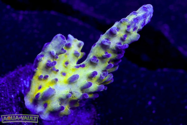 ORA Pearlberry Acro
