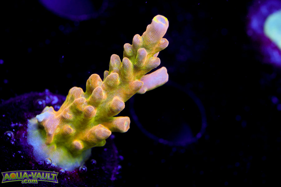CB Golden Jawdropper Acro