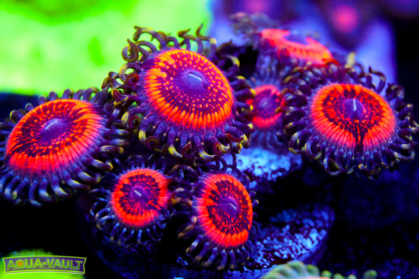 Armor of God Zoa Colony