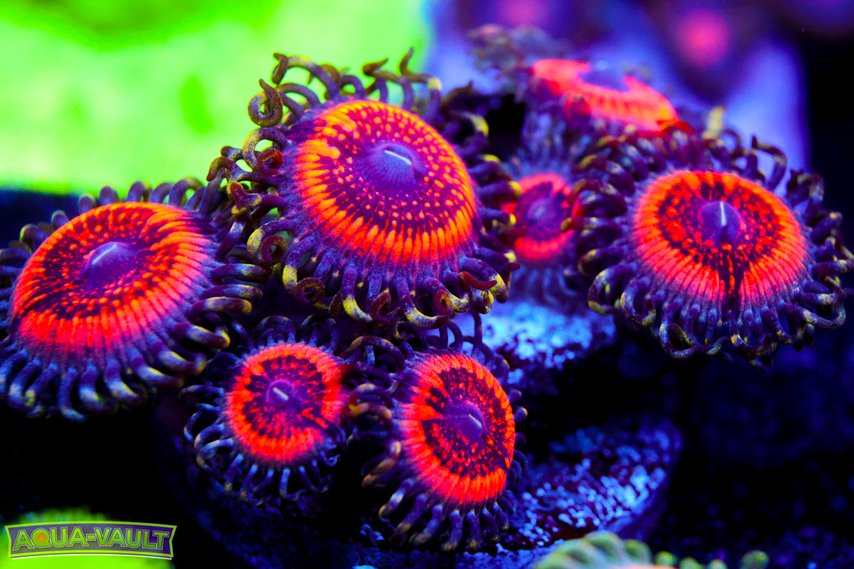 Armor of God Zoa Colony – Aqua-Vault