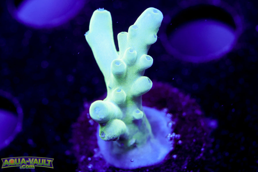 Raising Reef Blue Thunder Acro