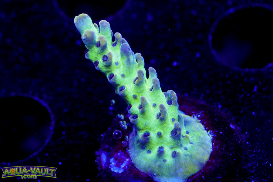 ORA Pearlberry Acro