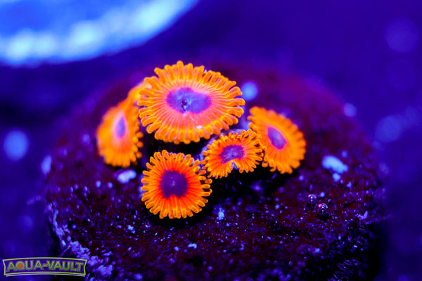 Great Owl Zoa