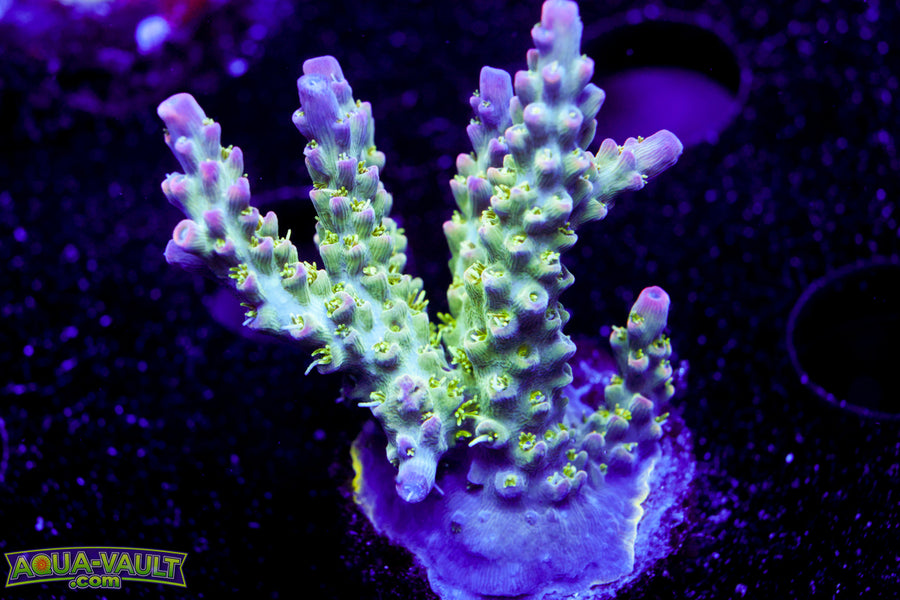 TCK Pink Bear Acro