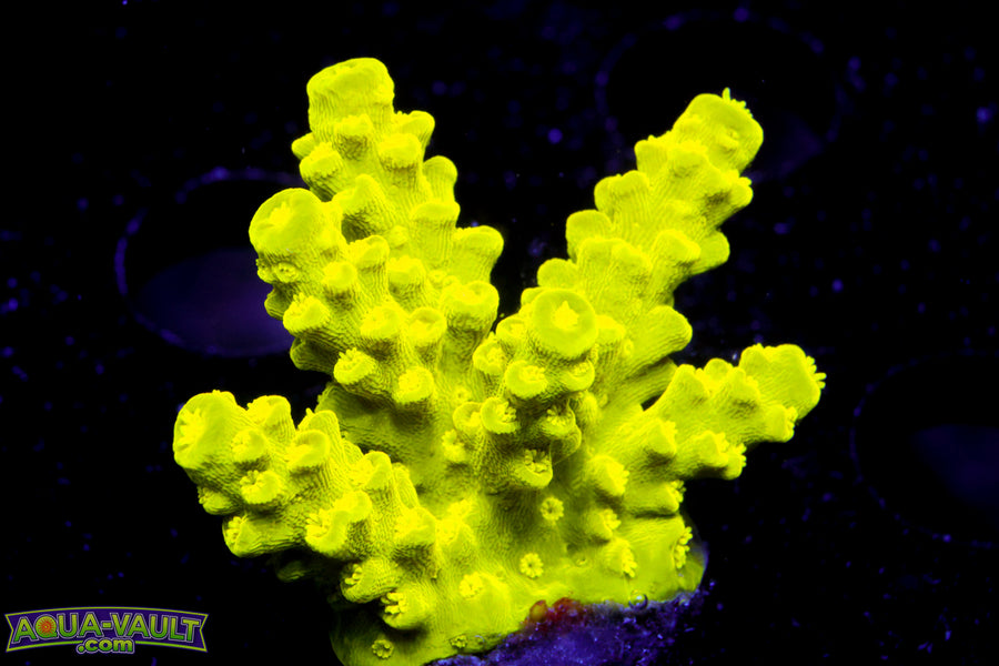 Neon Slimer Acro