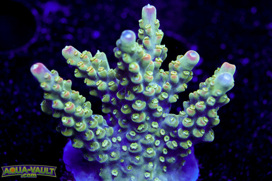 JF Shocktart Acro