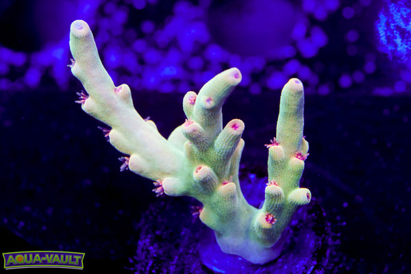 Rising Reef Gooseberry Setosa