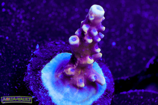 RRC Pink Cadillac Acro
