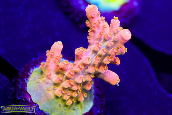 TGC Orange Creamcicle Acro