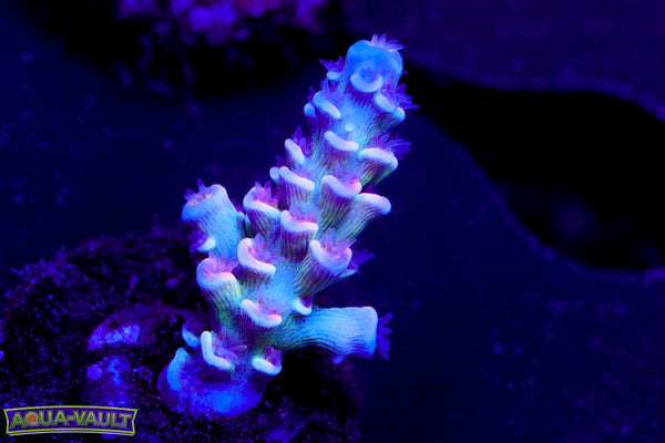 WWC Pink Panther Tenuis