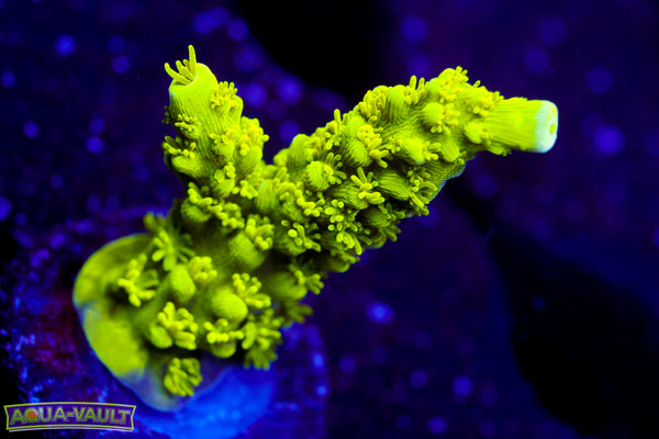 Bali Green Slimer  Acro