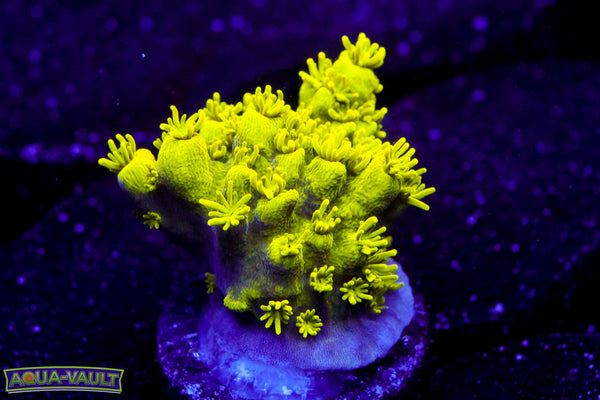 CV Hulk Acro