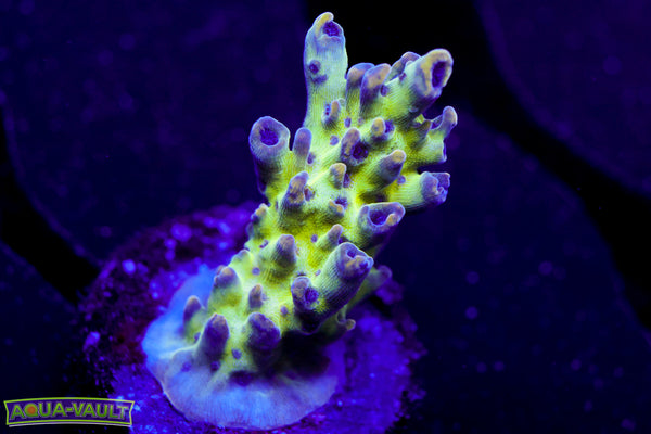 ORA Pearlberry Acro
