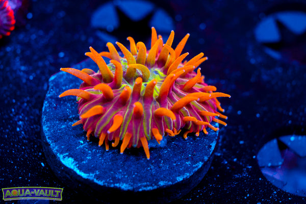 CV Hearthflame Plate (Aquacultured)
