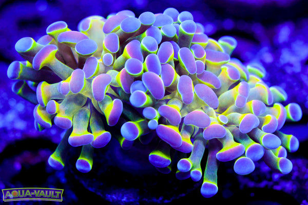 Hologram Branching Hammer