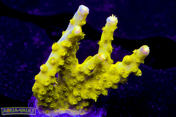 Paletta Pink Tip Acro