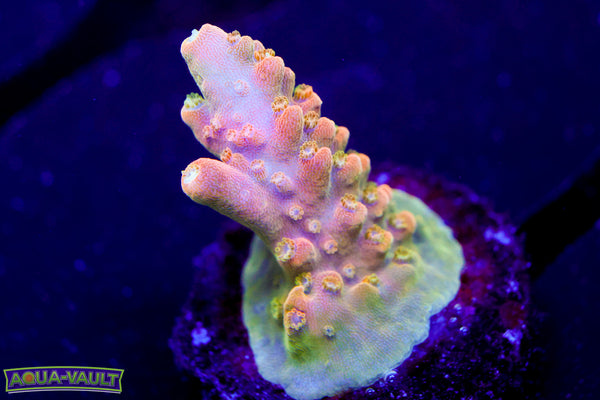 TGC Orange Creamcicle Acro