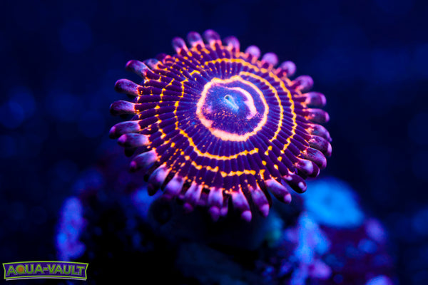 OG Stratosphere Zoa
