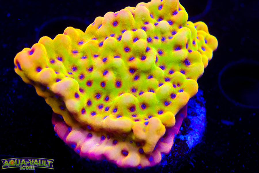 JF Crazy T Monti >1.5"