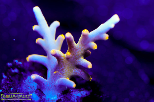 Golden Dragon Acropora