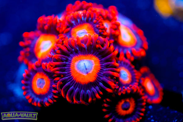 Orange Oxide Zoa