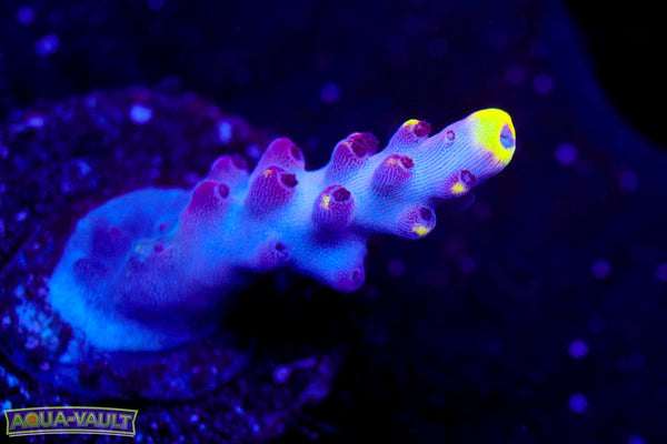 JF Foxflame Acro