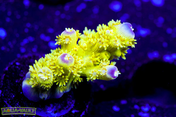 AV99 Orange Crush Acro