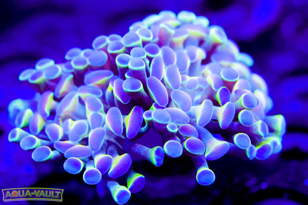 Hologram Branching Hammer