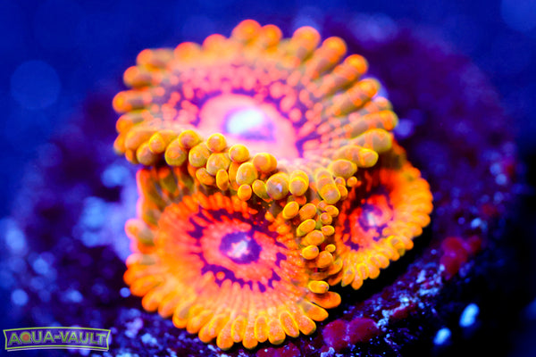 Grand Master Krak Zoa