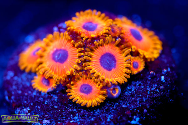 Great Owls Zoas