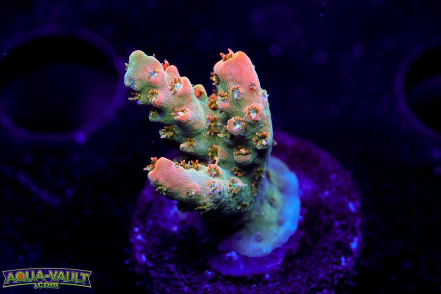 BC Frankenberry V2 Acro