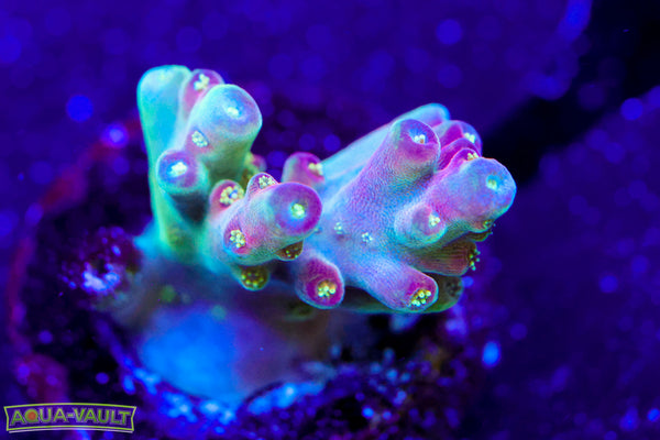 BC Cricket Spine Acro