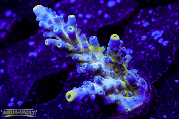 Nick's Purple Passion Acro