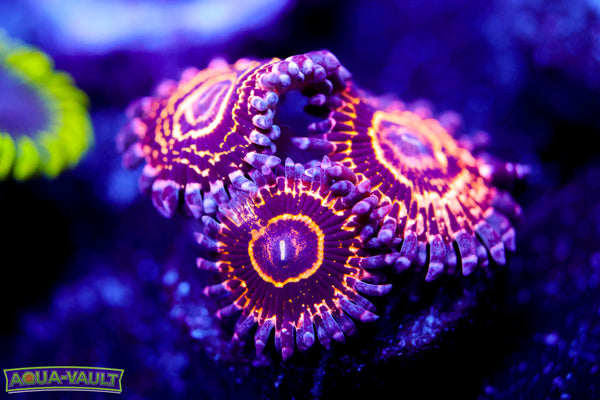 OG Stratosphere Zoa