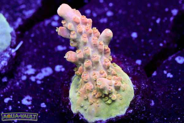 TGC Orange Creamcicle Acro