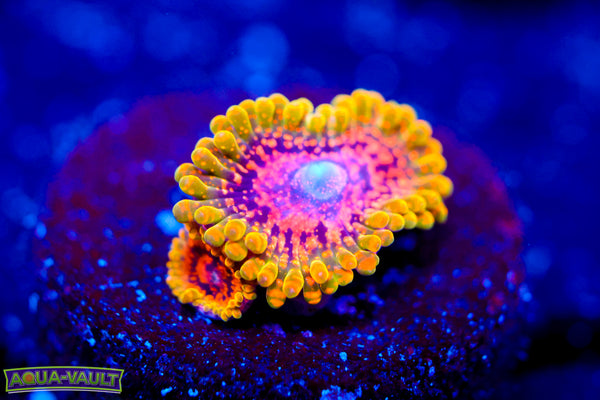 Grand Master Krak Zoa